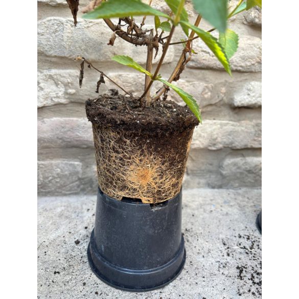 Nyáriorgona - Buddleja weyeriana 'Sungold' - Méret: 20/40