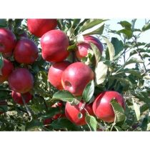 Téli alma – Jonathan, Piros Jonathan – Malus 