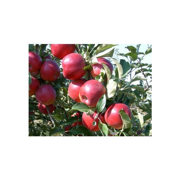 Téli alma – Jonathan, Piros Jonathan – Malus 