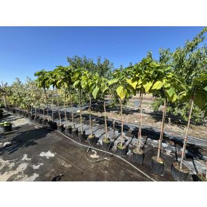 Catalpa bignonioides 'Nana' - globe catalpa