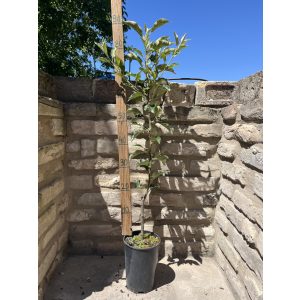 Téli alma – Mutsu – Malus - konténeres - Méret: 120/150