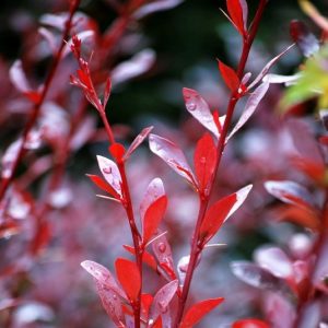 Berberis thunbergii 'Red Chief' – Berberis du Japon 'Red Chief'