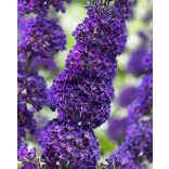 Nyáriorgona – Buddleia davidii – „Black Knight”