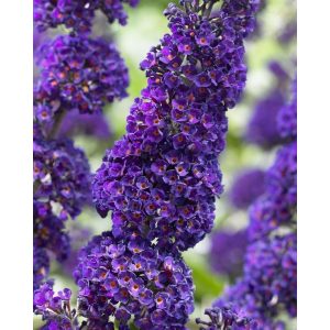 Nyáriorgona – Buddleia davidii – „Black Knight”