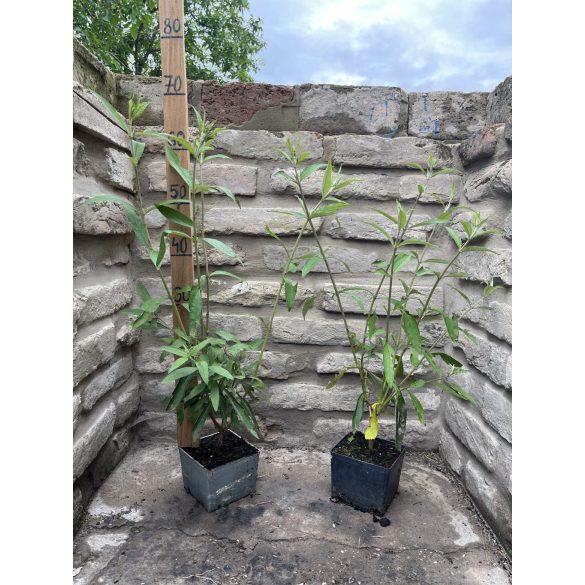 Nyáriorgona – Buddleia davidii – „Black Knight”