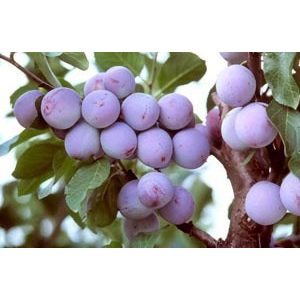 Szilva – Althan ringló – Prunus domestica