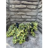 Hedera helix – Sárga tarka – borostyán