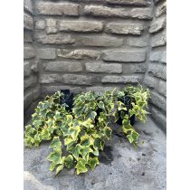 Hedera helix – Sárga tarka – borostyán