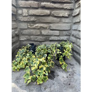 Hedera helix – Sárga tarka – borostyán
