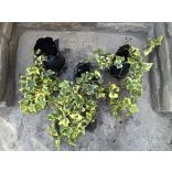 Hedera helix – Sárga tarka – borostyán