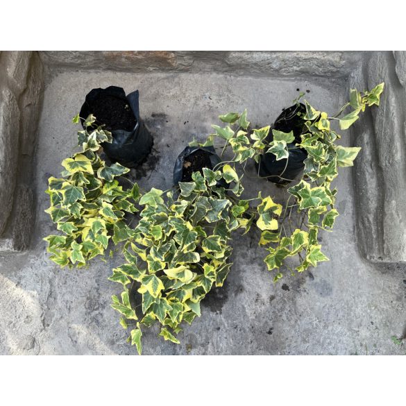 Hedera helix – Sárga tarka – borostyán