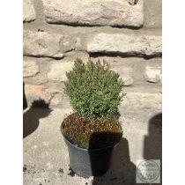   Thuja occidentalis 'Teddy' - Tuia occidentalis 'Teddy'