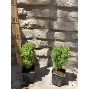 Thuja Occidentalis “Teddy”