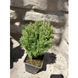 Thuja Occidentalis “Teddy”