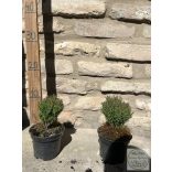 Thuja occidentalis 'Teddy' - Tuia occidentalis 'Teddy'