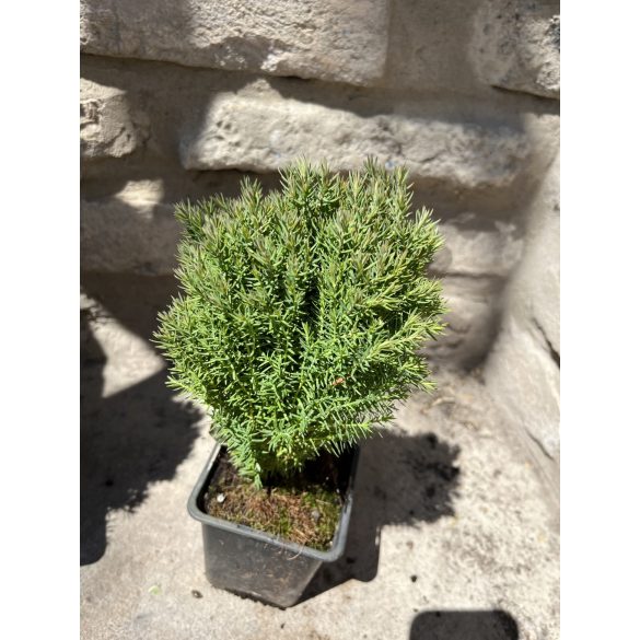 Thuja Occidentalis “Teddy”