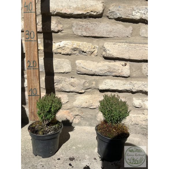 Thuja occidentalis 'Teddy' - Tuia occidentalis 'Teddy'