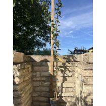   Naspolya – Szentesi rózsa – Mespilus germanica - konténeres - 120/150