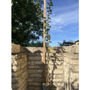 Naspolya – Szentesi rózsa – Mespilus germanica - konténeres - 120/150