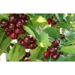 Cseresznye – Van – Prunus subg. Cerasus