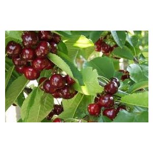 Cseresznye – Van – Prunus subg. Cerasus