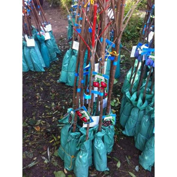 Cseresznye – Van – Prunus subg. Cerasus