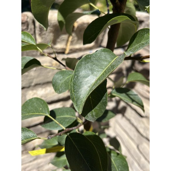 Téli körte – Packhams Triumph – Pyrus – konténeres - 120/150