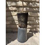 Téli körte – Packhams Triumph – Pyrus – konténeres - 120/150