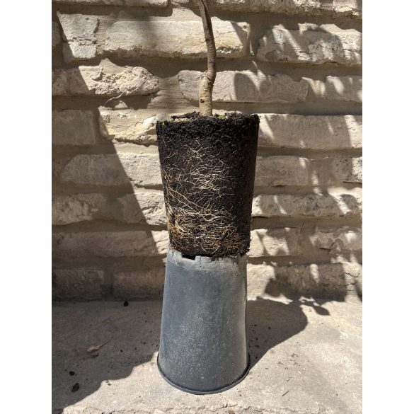 Téli körte – Packhams Triumph – Pyrus – konténeres - 120/150