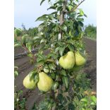 Téli körte – Packhams Triumph – Pyrus – konténeres - 120/150