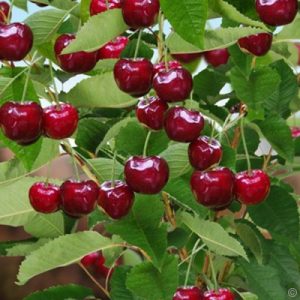 Prunus subg. Cerasus 'Bigarreau Burlat' – Cerisier 'Bigarreau Burlat'