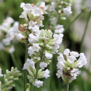 Lavandula angustifolia 'Alba' – Lavande blanche