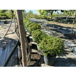 Sövény, talajtakaró örökzöld,terülő mirtuszlonc – Lonicera nitida - fomára vágott