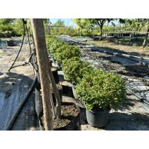   Sövény, talajtakaró örökzöld,terülő mirtuszlonc – Lonicera nitida - fomára vágott