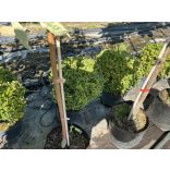 Sövény, talajtakaró örökzöld,terülő mirtuszlonc – Lonicera nitida - fomára vágott