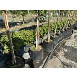 Sövény, talajtakaró örökzöld,terülő mirtuszlonc – Lonicera nitida - fomára vágott