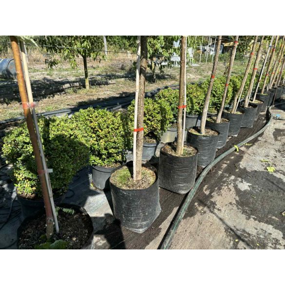 Sövény, talajtakaró örökzöld,terülő mirtuszlonc – Lonicera nitida - fomára vágott