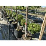 Sövény, talajtakaró örökzöld,terülő mirtuszlonc – Lonicera nitida - fomára vágott