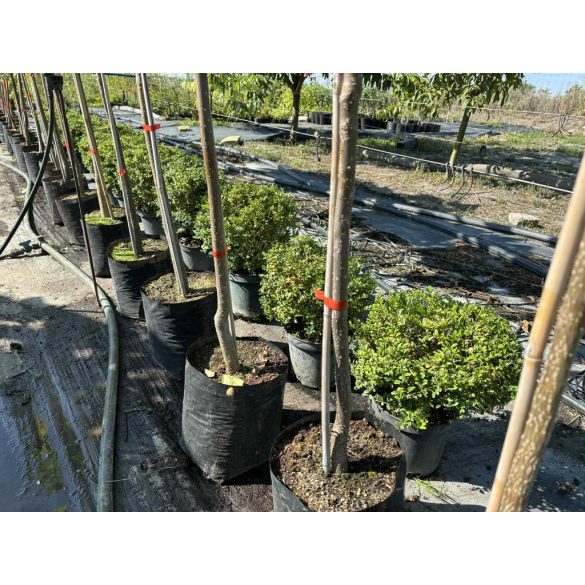 Sövény, talajtakaró örökzöld,terülő mirtuszlonc – Lonicera nitida - fomára vágott