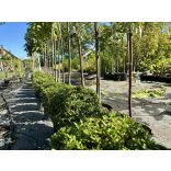 Sövény, talajtakaró örökzöld,terülő mirtuszlonc – Lonicera nitida - fomára vágott