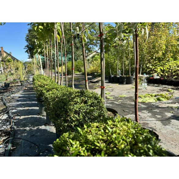 Sövény, talajtakaró örökzöld,terülő mirtuszlonc – Lonicera nitida - fomára vágott