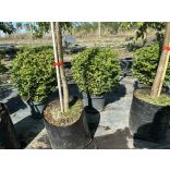 Sövény, talajtakaró örökzöld,terülő mirtuszlonc – Lonicera nitida - fomára vágott