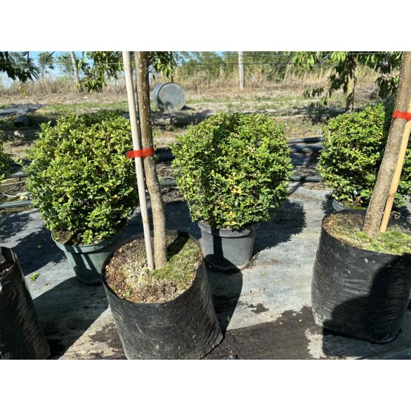 Sövény, talajtakaró örökzöld,terülő mirtuszlonc – Lonicera nitida - fomára vágott