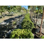 Sövény, talajtakaró örökzöld,terülő mirtuszlonc – Lonicera nitida - fomára vágott