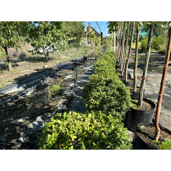 Sövény, talajtakaró örökzöld,terülő mirtuszlonc – Lonicera nitida - fomára vágott