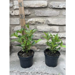 Cornus stolonifera 'Flaviramea' - Yellow twig dogwood