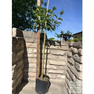 Cornus stolonifera 'Flaviramea' - Som 'Flaviramea'
