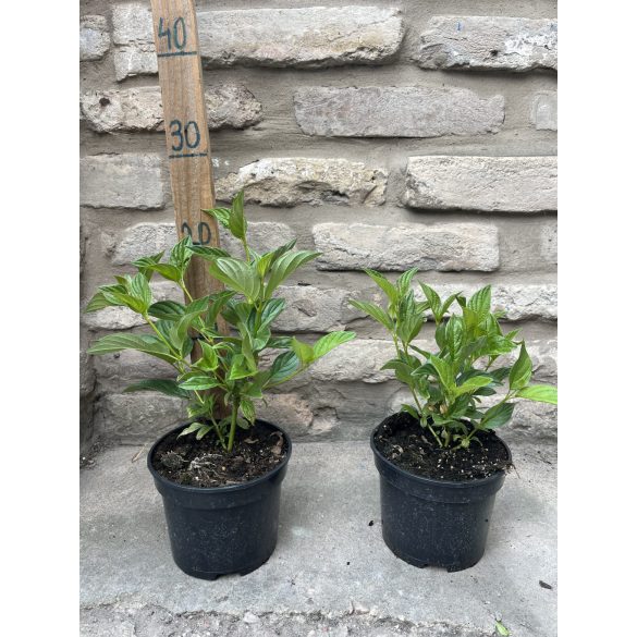 Cornus stolonifera 'Flaviramea' – Cornouiller stolonifère 'Flaviramea'