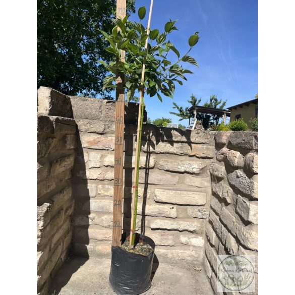 Cornus stolonifera 'Flaviramea' - Som 'Flaviramea'