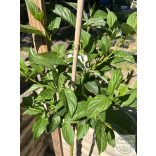 Cornus stolonifera 'Flaviramea' - Som 'Flaviramea'